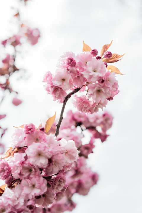 Blossom Pink Phone Wallpaper · pastel · 1440×2160