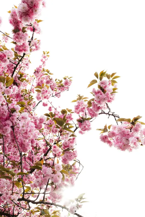Blossom Pink Phone Wallpaper · pastel · 1440×2160