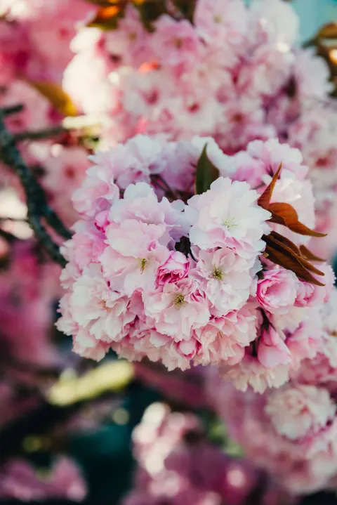 Blossom Pink Phone Wallpaper · pastel · 1440×2158