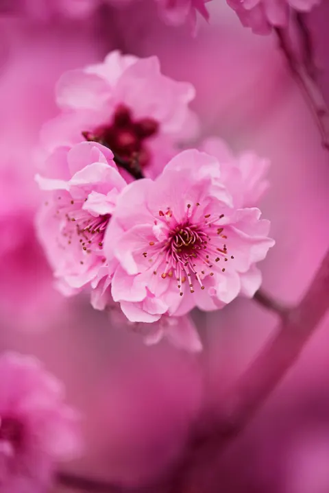 Blossom Pink Phone Wallpaper · pastel · 1440×2158