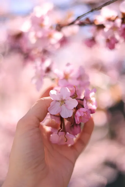 Blossom Pink Phone Wallpaper · pastel · 1440×2159