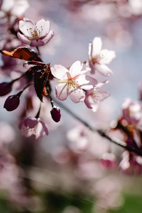 Blossom Pink Phone Wallpaper · pastel · 1440×2160