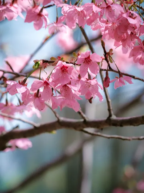 Blossom Pink Phone Wallpaper · pastel · 1440×1919