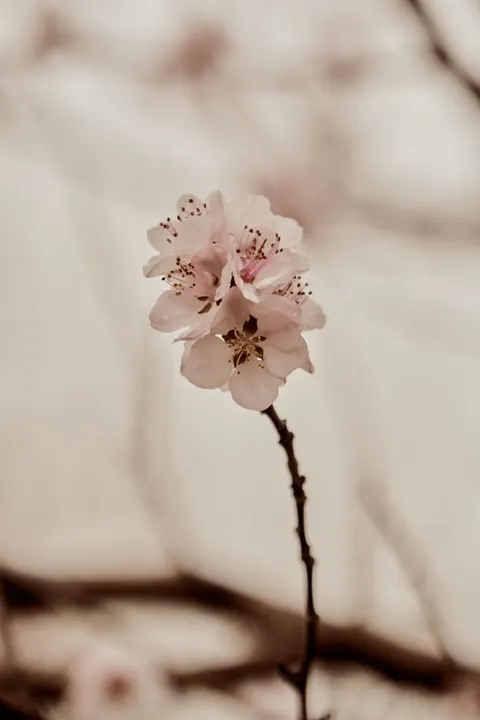 Blossom Pink Phone Wallpaper · pastel · 1440×2160