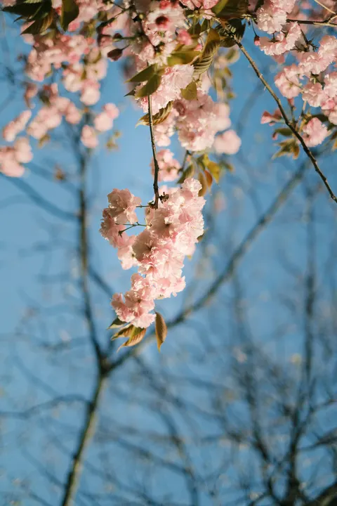 Blossom Pink Phone Wallpaper · pastel · 1440×2160