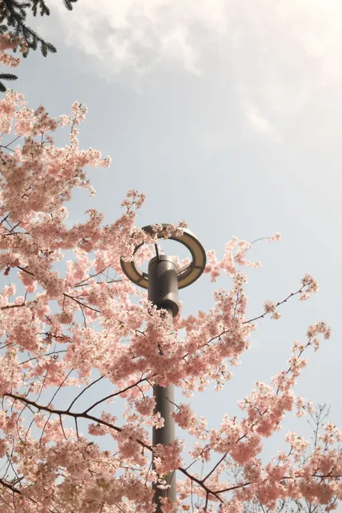 Blossom Pink Phone Wallpaper · pastel · 1440×2160