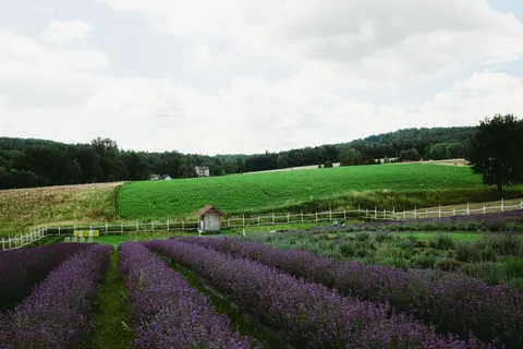 薰衣草田 4K桌布 · flowers · 3840×2560