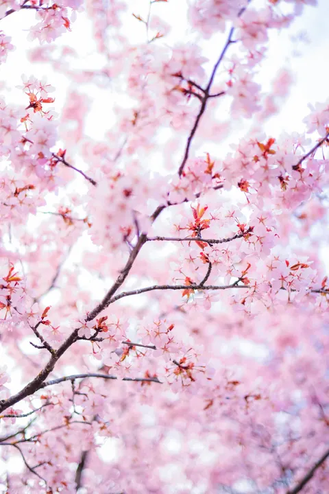 Blossom Pink Phone Wallpaper · pastel · 1440×2159