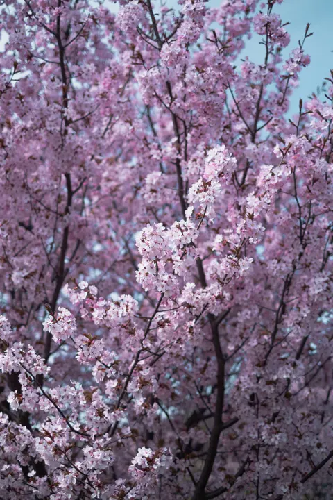 Blossom Pink Phone Wallpaper · pastel · 1440×2160