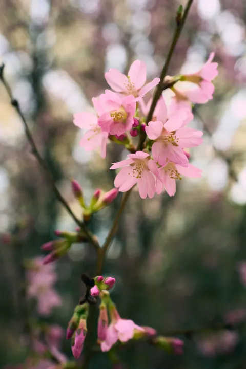 Blossom Pink Phone Wallpaper · pastel · 1440×2164