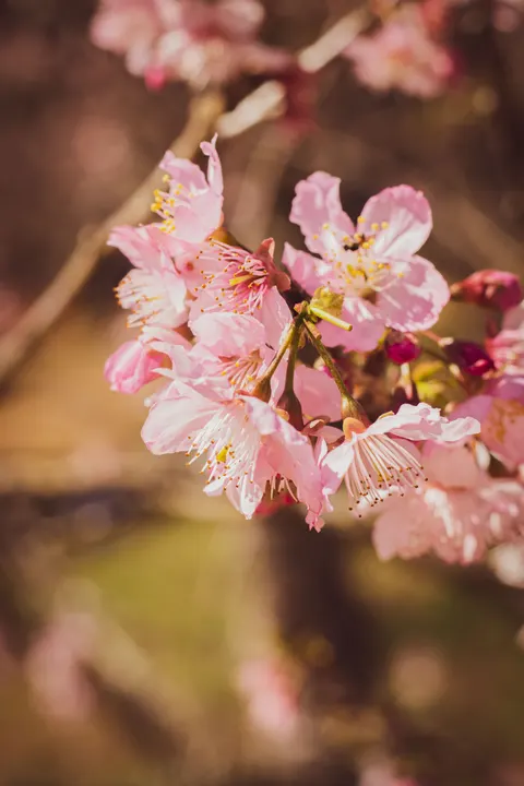 Blossom Pink Phone Wallpaper · pastel · 1440×2160