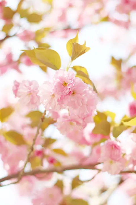 Pink Bunga Mekar Wallpaper HP · pastel · 1440×2160