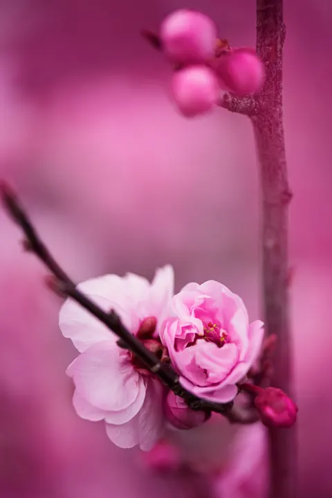 Blossom Pink Phone Wallpaper · pastel · 1440×2158