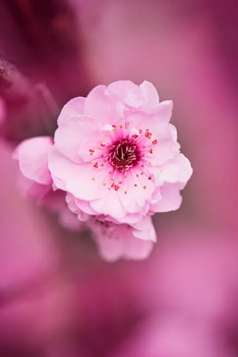 Blossom Pink Phone Wallpaper · pastel · 1440×2158
