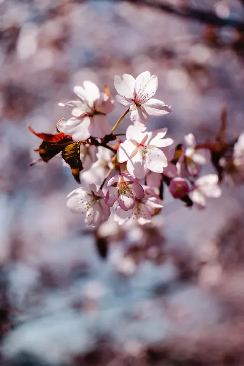 Blossom Pink Phone Wallpaper · pastel · 1440×2160