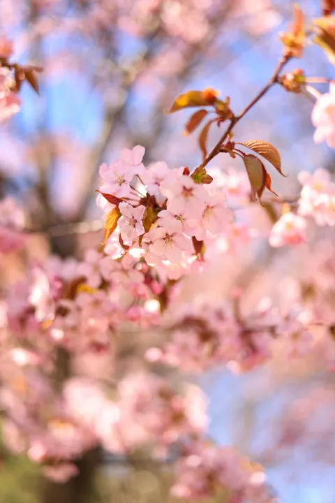 Blossom Pink Phone Wallpaper · pastel · 1440×2159