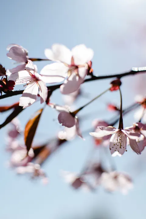 Blossom Pink Phone Wallpaper · pastel · 1440×2160