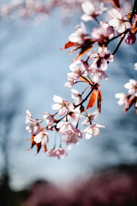 Blossom Pink Phone Wallpaper · pastel · 1440×2160