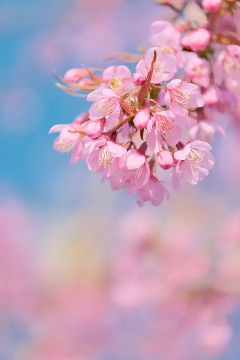Blossom Pink Phone Wallpaper · pastel · 1440×2160