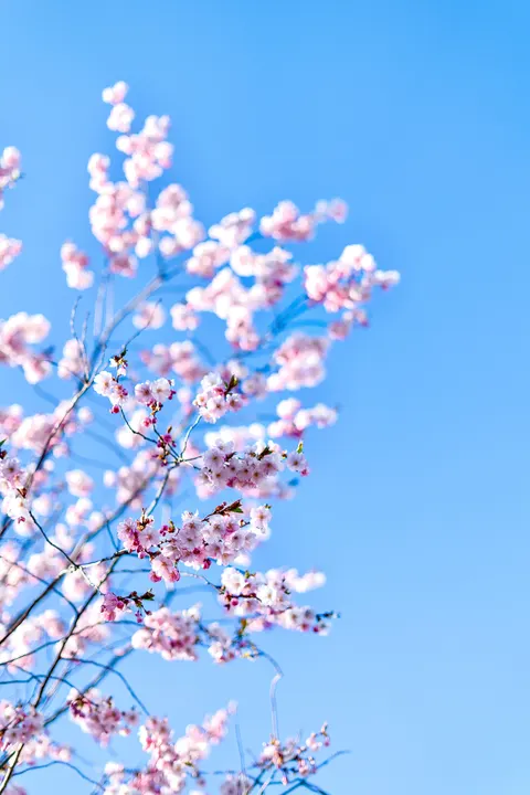 Blossom Pink Phone Wallpaper · pastel · 1440×2159