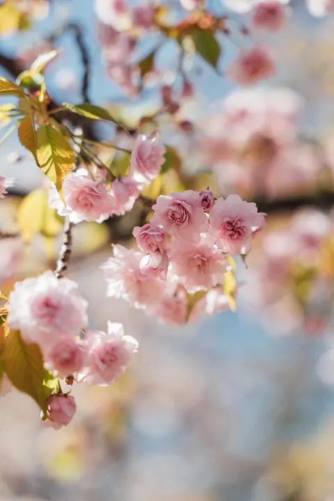 Blossom Pink Phone Wallpaper · pastel · 1440×2160