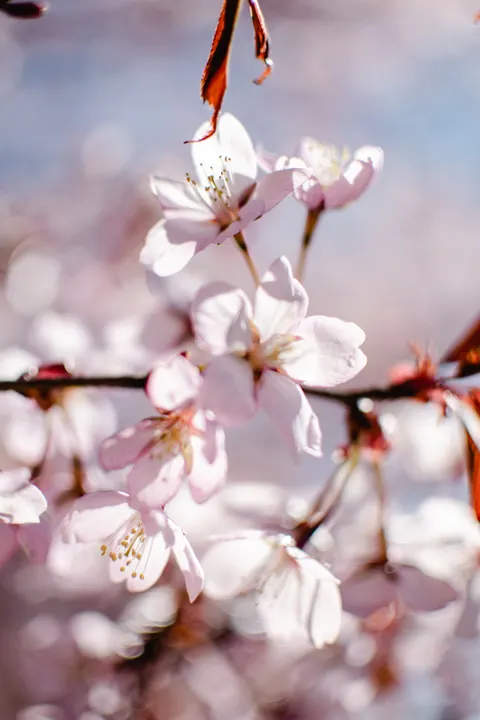 Blossom Pink Phone Wallpaper · pastel · 1440×2160