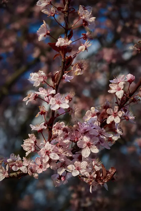 Blossom Pink Phone Wallpaper · pastel · 1440×2160