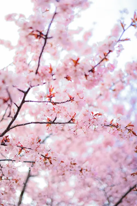 Blossom Pink Phone Wallpaper · pastel · 1440×2159