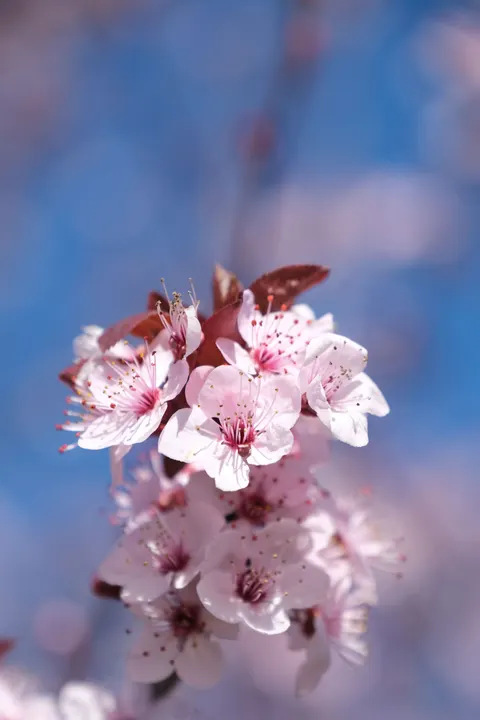 Blossom Pink Phone Wallpaper · pastel · 1440×2160