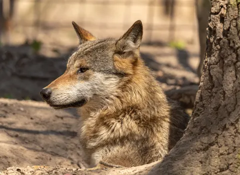 Wolf 4K Wallpaper · animals · 3840×2804