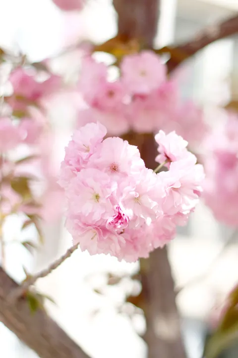 Blossom Pink Phone Wallpaper · pastel · 1440×2160