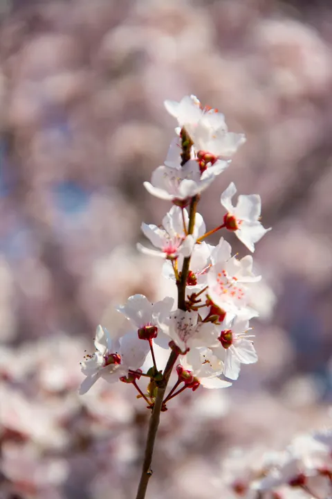Blossom Pink Phone Wallpaper · pastel · 1440×2160
