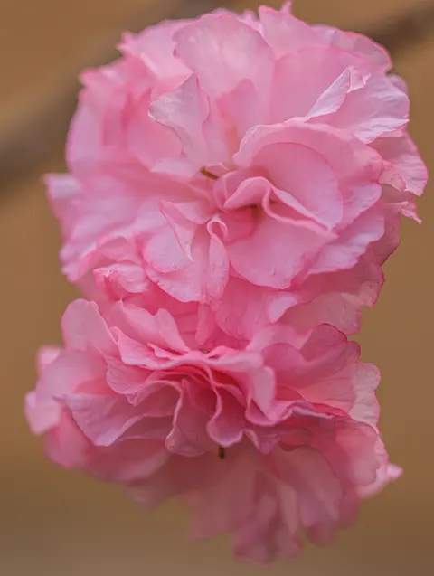 Blossom Pink Phone Wallpaper · pastel · 1440×1912