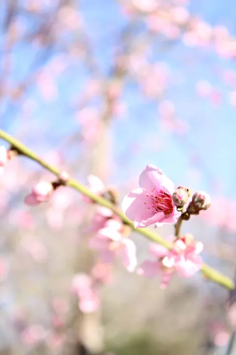 Blossom Pink Phone Wallpaper · pastel · 1440×2160