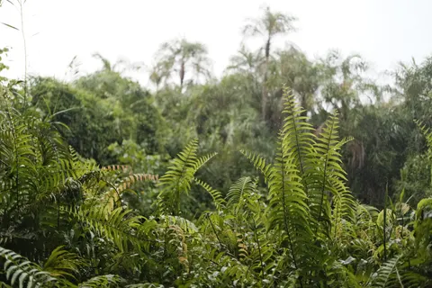 雨林瀑布 4K桌布 · nature · 3840×2560