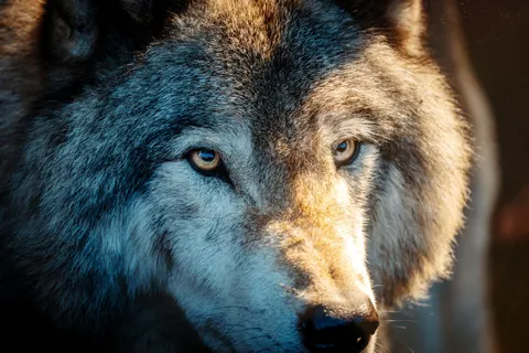 Wolf 4K Wallpaper · animals · 3840×2560