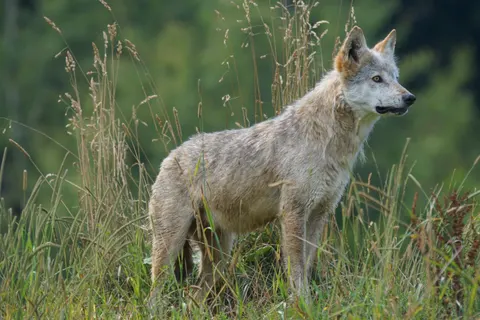 Wolf 4K Wallpaper · animals · 3840×2560