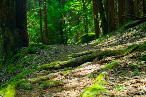 Bambuswald 4K Hintergrundbild · nature · 3840×2560