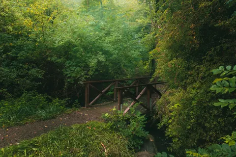 Fond d'écran Forêt de bambous 4K · nature · 3840×2560