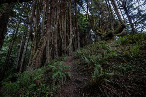 والپیپر جنگل بامبو با کیفیت 4K · nature · 3840×2561