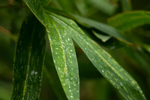 Bamboo Forest 4K Wallpaper · nature · 3840×2560
