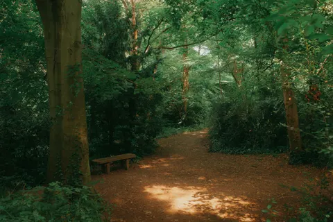 Fond d'écran Forêt de bambous 4K · nature · 3840×2560