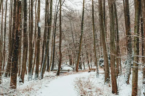 Fond d'écran Forêt de bambous 4K · nature · 3840×2560