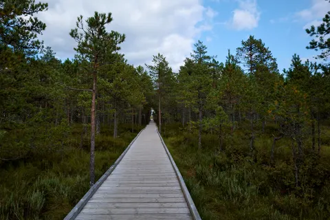Fond d'écran Forêt de bambous 4K · nature · 3840×2560