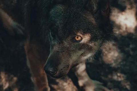 Wolf 4K Wallpaper · animals · 3840×2560