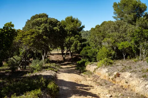 Fond d'écran Forêt de bambous 4K · nature · 3840×2560