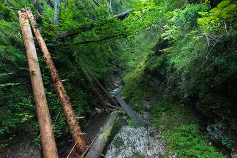 Fond d'écran Forêt de bambous 4K · nature · 3840×2563