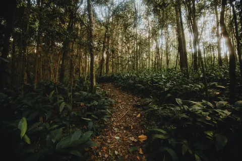 Bamboo Forest 4K Wallpaper · nature · 3840×2560