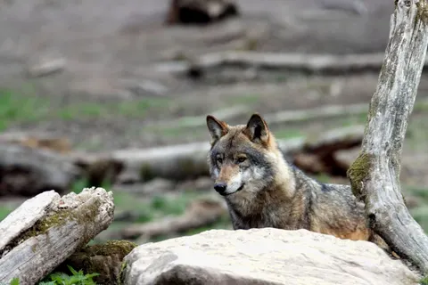 भेड़िया 4K वॉलपेपर · animals · 3840×2560