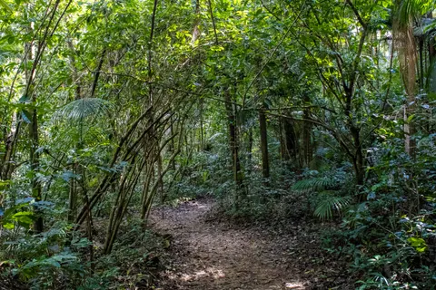 Papel de parede Floresta de bambu 4K · nature · 3840×2560